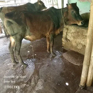Cow for sale