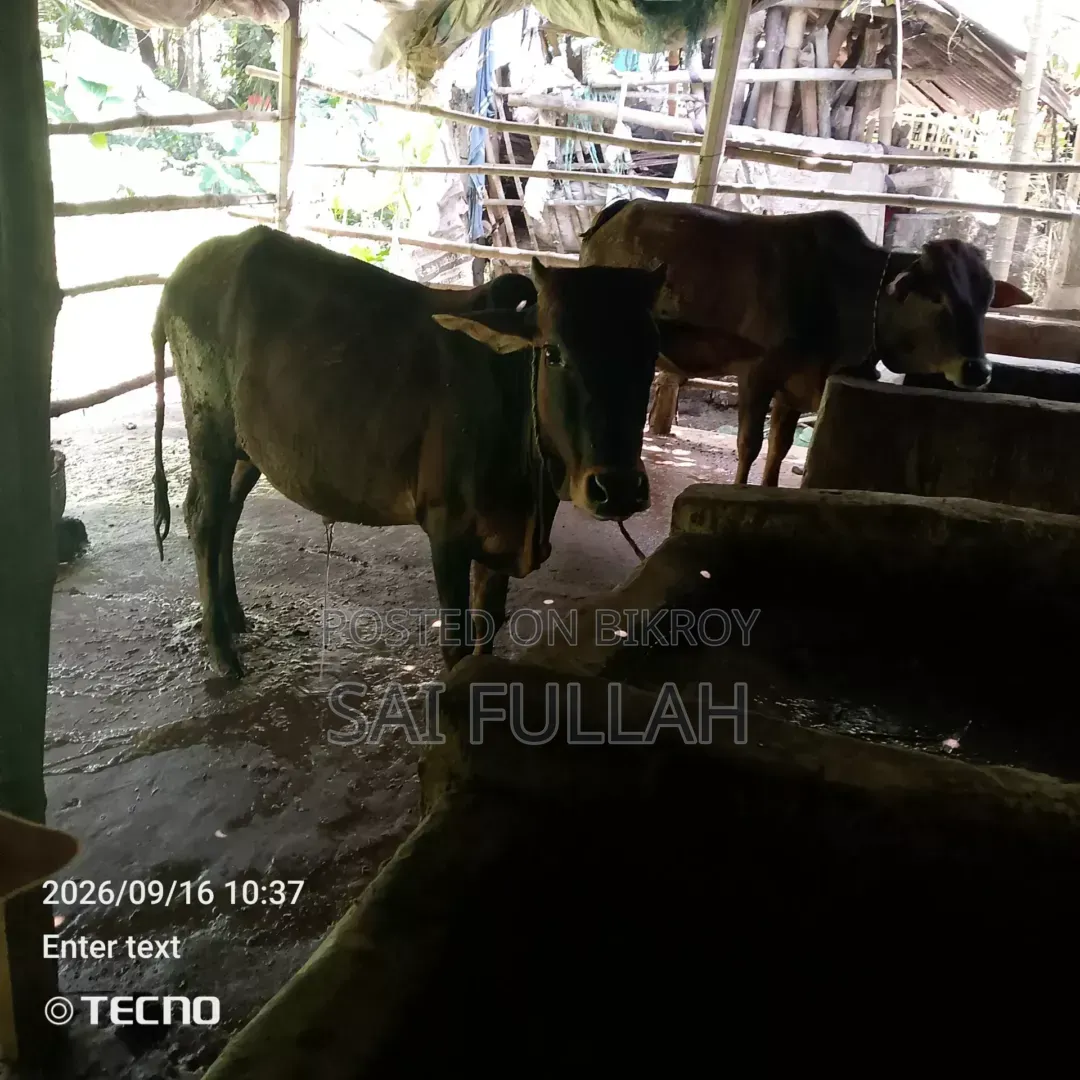 Cow for sale