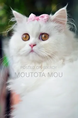6-12 months Male Purebred Persian