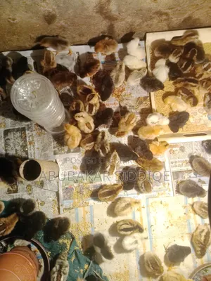 Original Native Chicken Chicks