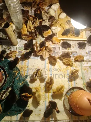 Original Native Chicken Chicks