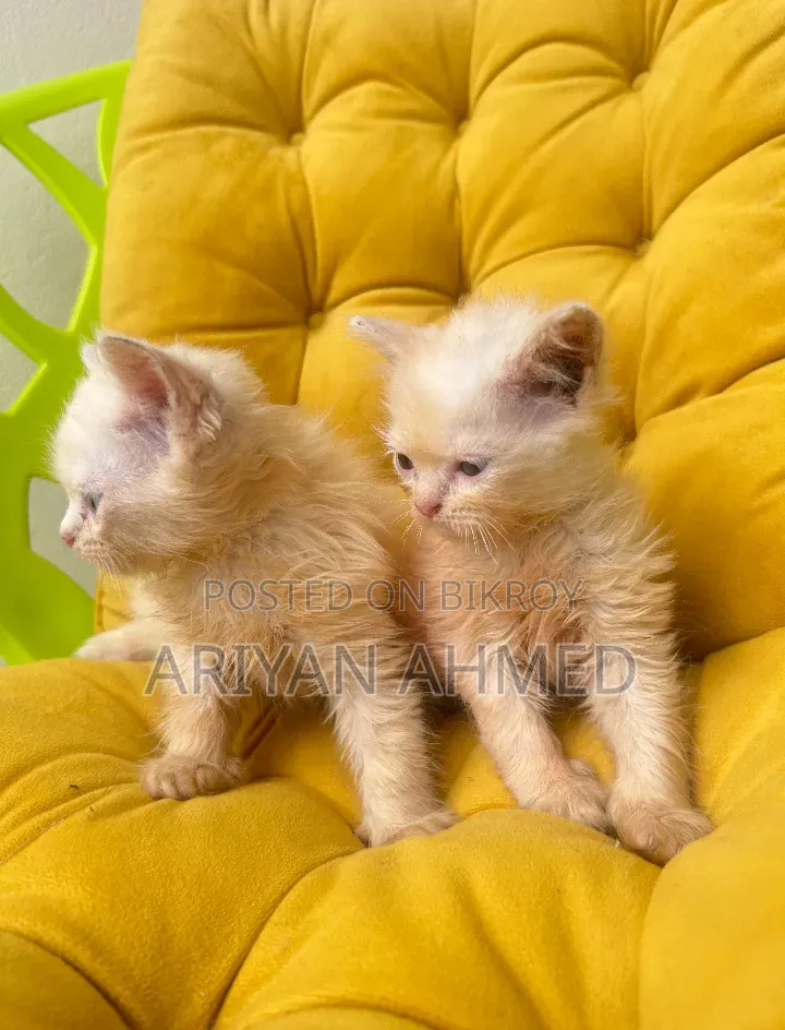 1-3 Months Male Purebred Persian