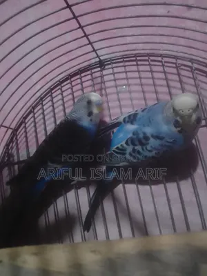 Budgerigar Birds For Sale