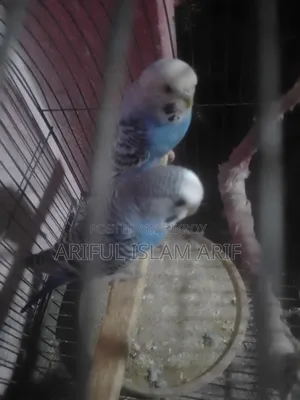 Budgerigar Birds For Sale