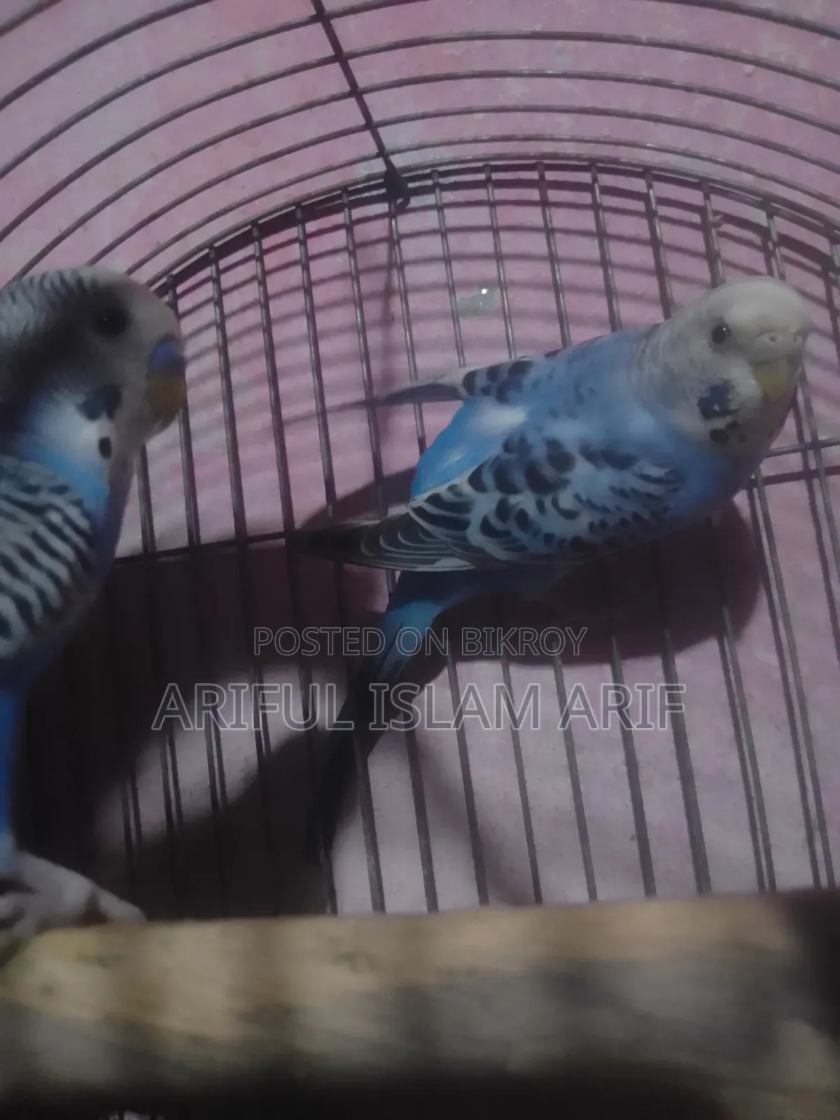 Budgerigar Birds For Sale