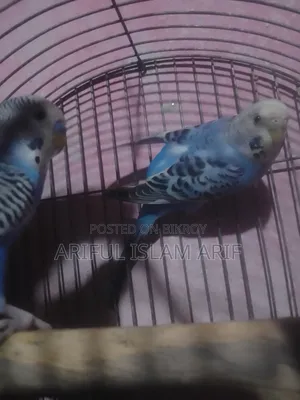Budgerigar Birds For Sale