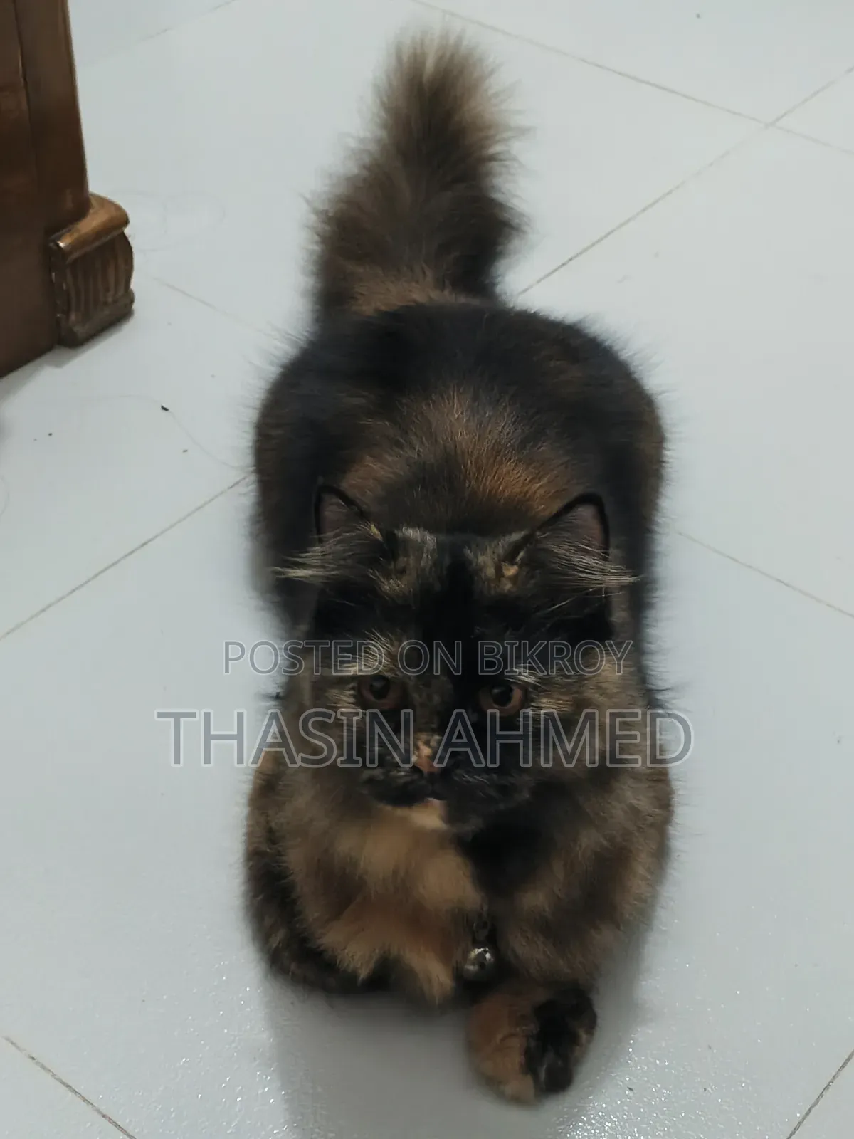 1+ Year Female Purebred Persian Cat
