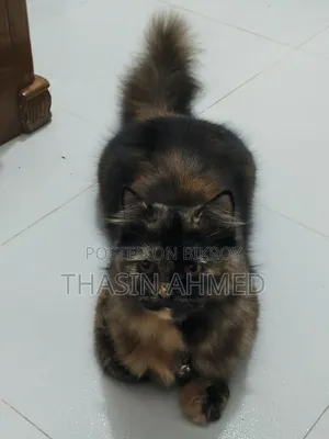 1+ Year Female Purebred Persian Cat