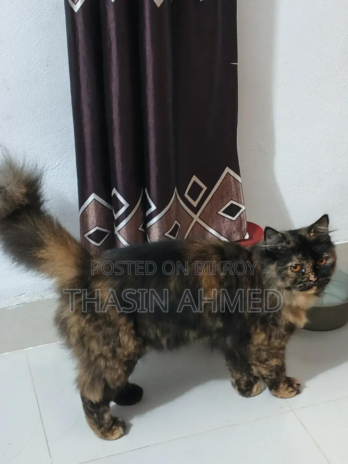 1+ Year Female Purebred Persian Cat