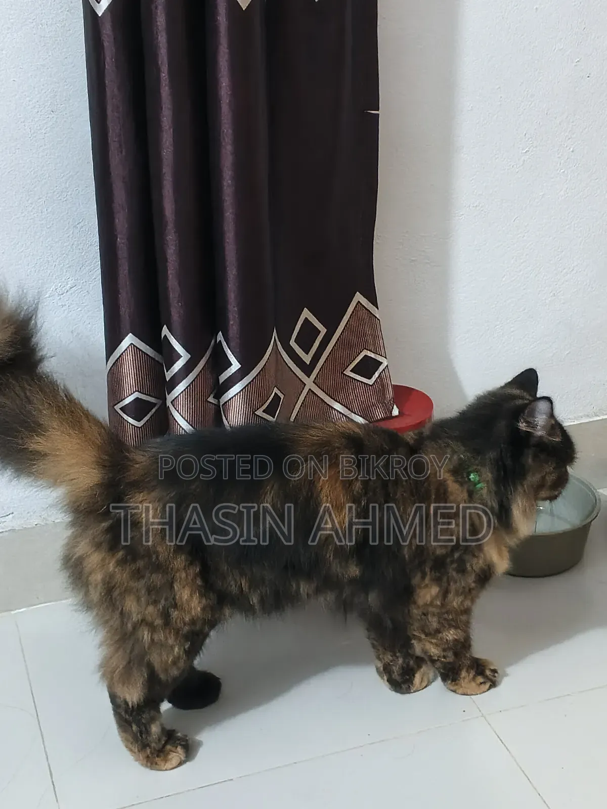 1+ Year Female Purebred Persian Cat