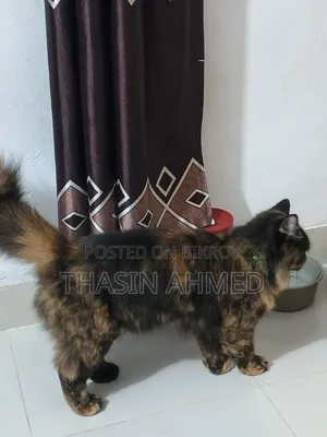 1+ Year Female Purebred Persian Cat