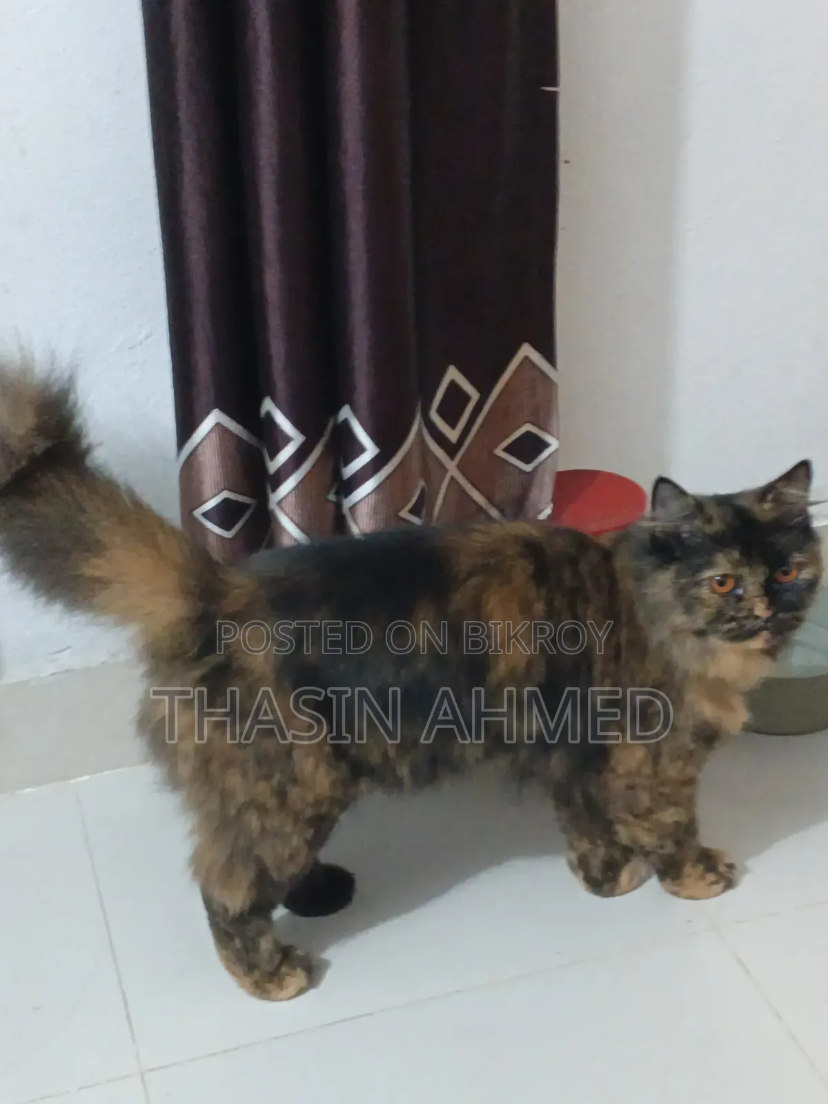 1+ Year Female Purebred Persian Cat