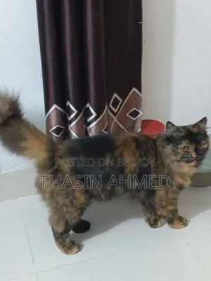 1+ Year Female Purebred Persian Cat