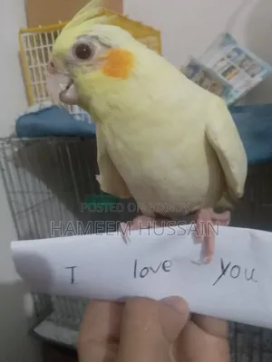 Full Tame Red Eye Lutino Cockatiel