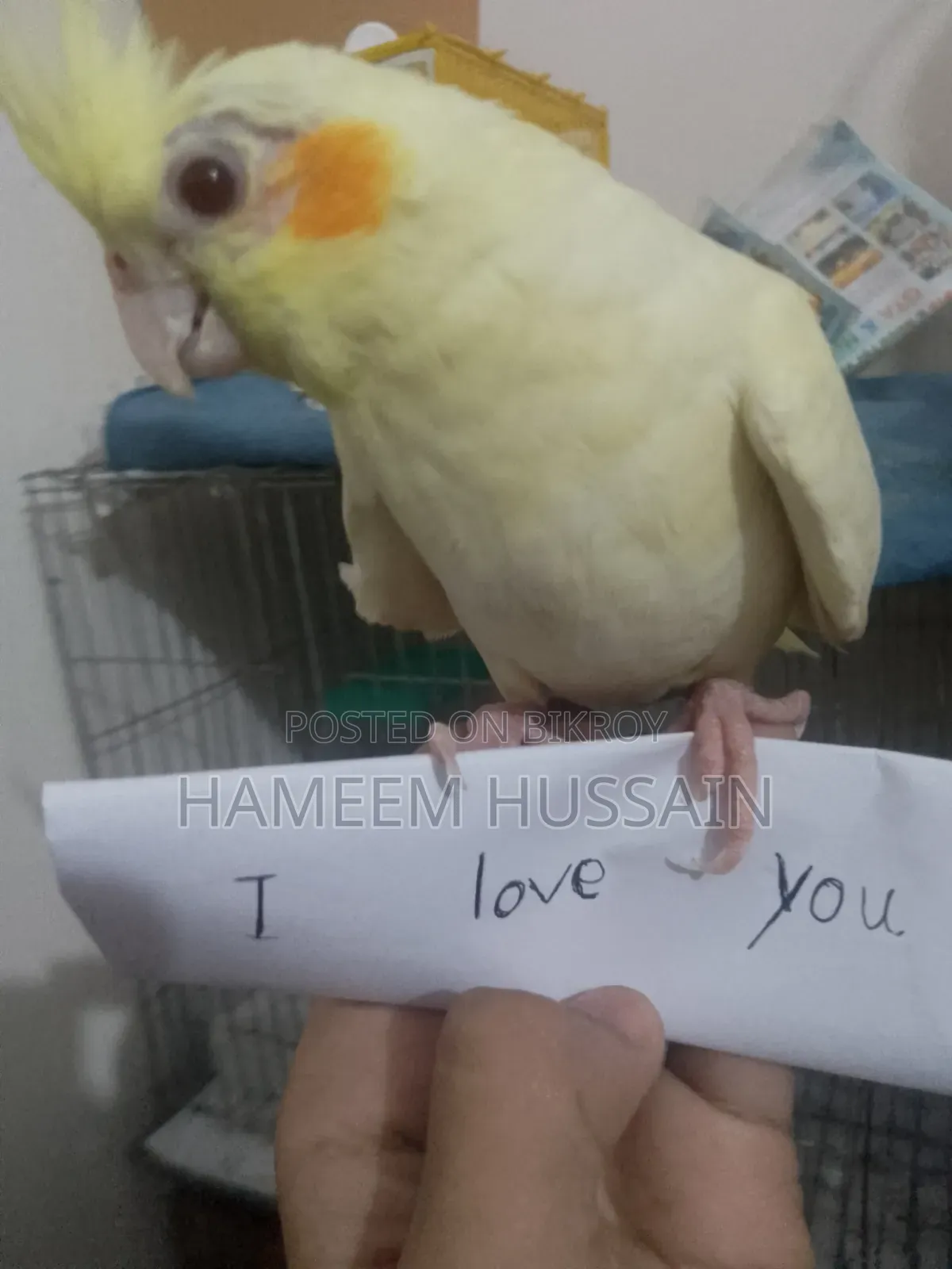 Full Tame Red Eye Lutino Cockatiel