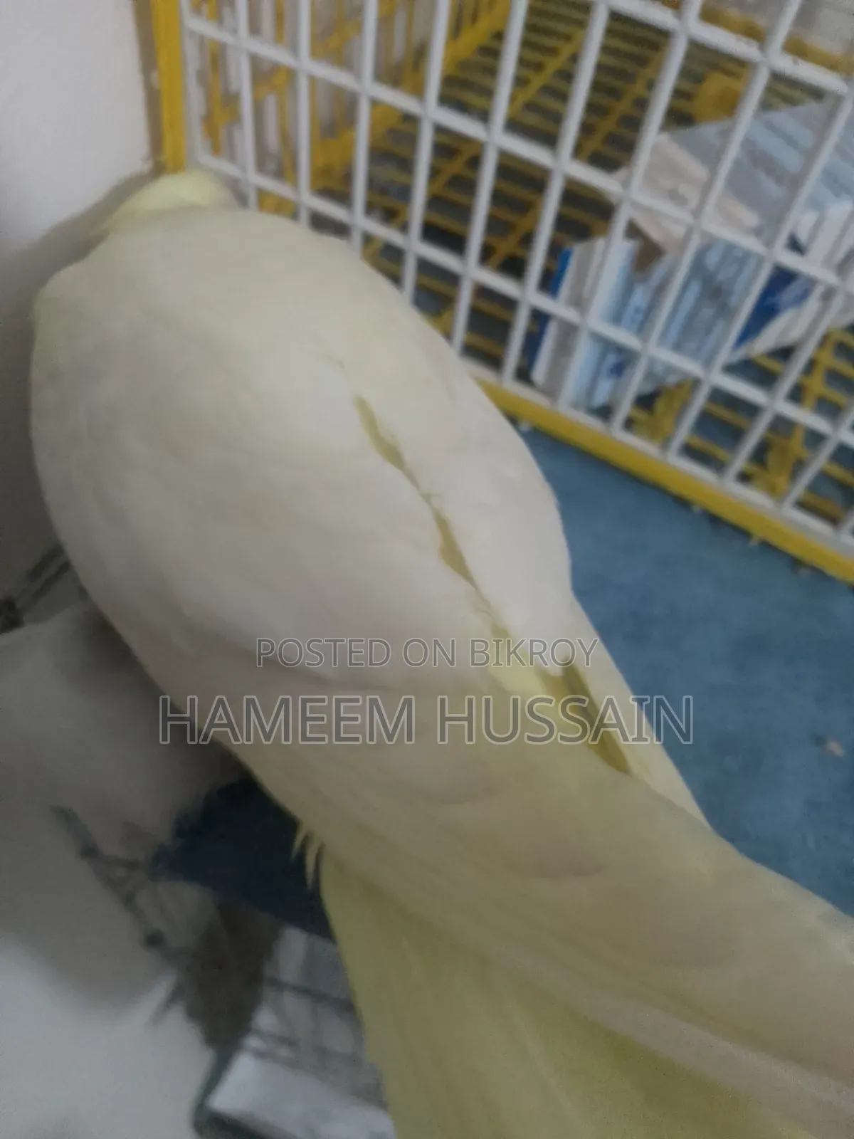 Full Tame Red Eye Lutino Cockatiel