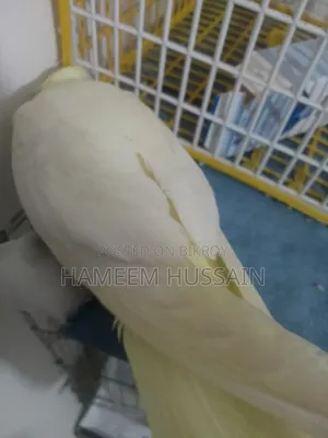 Full Tame Red Eye Lutino Cockatiel