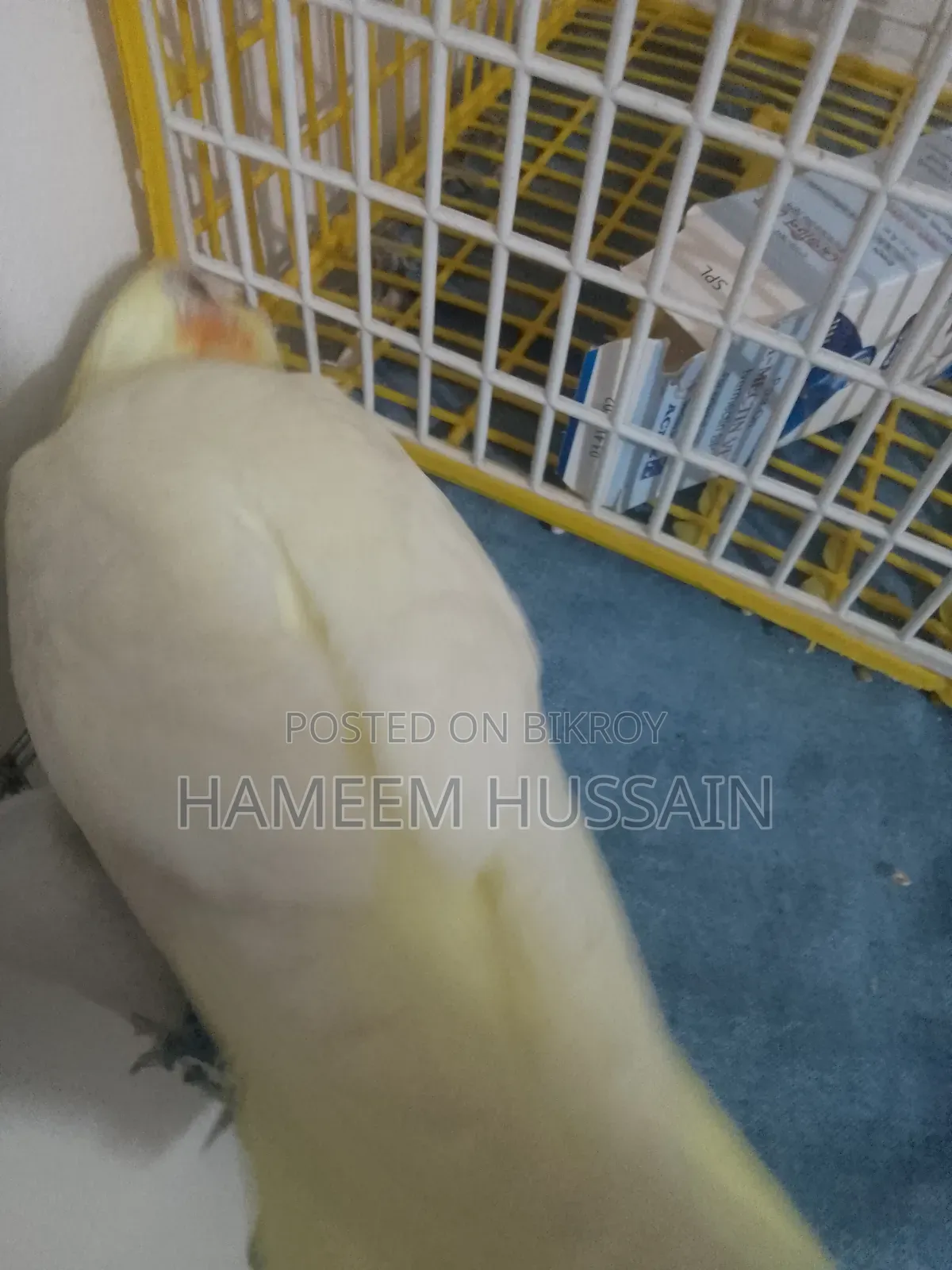 Full Tame Red Eye Lutino Cockatiel