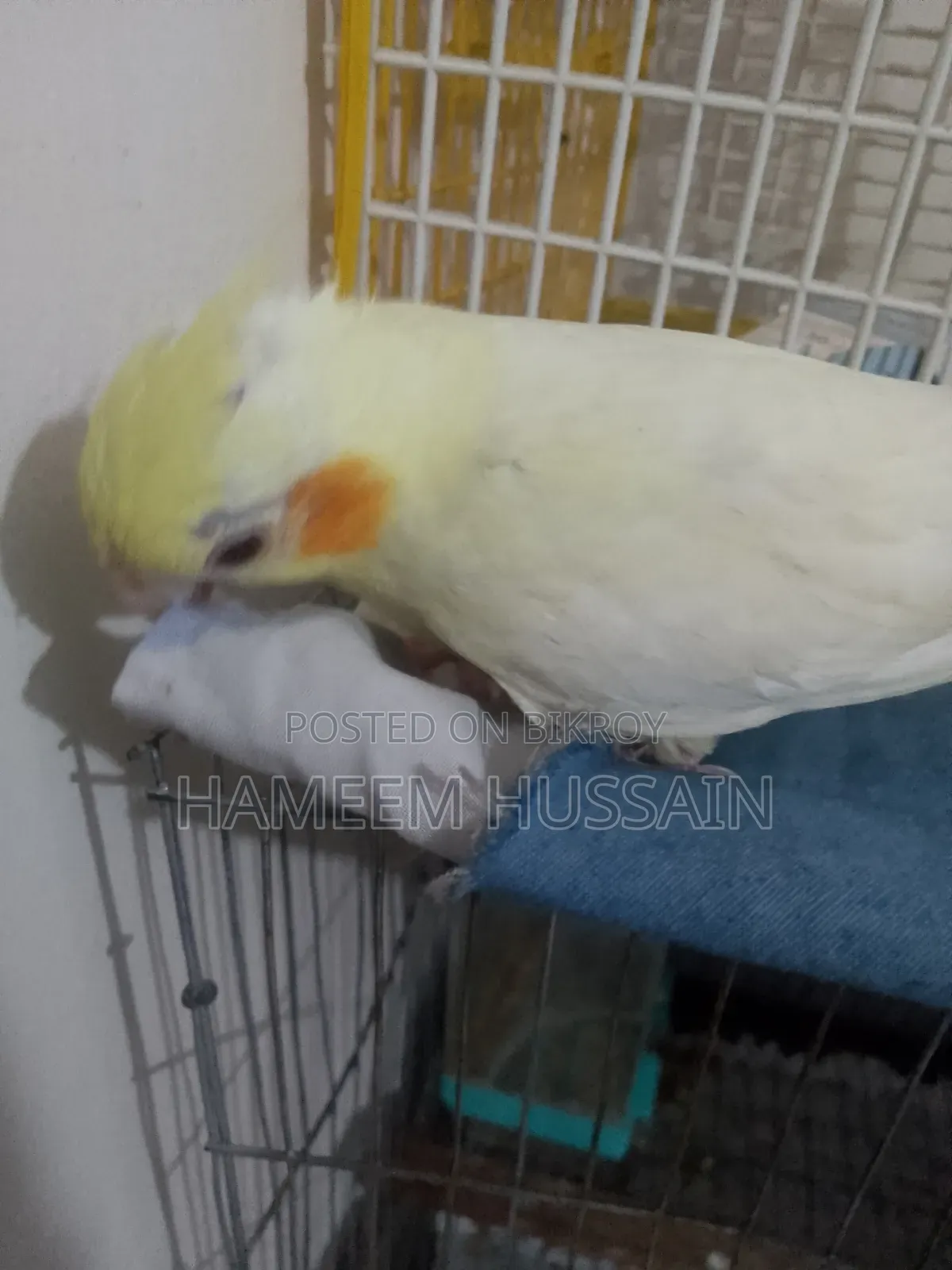 Full Tame Red Eye Lutino Cockatiel