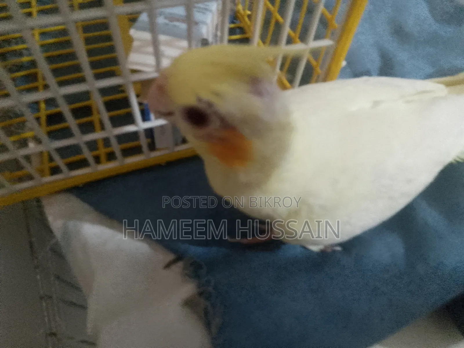 Full Tame Red Eye Lutino Cockatiel