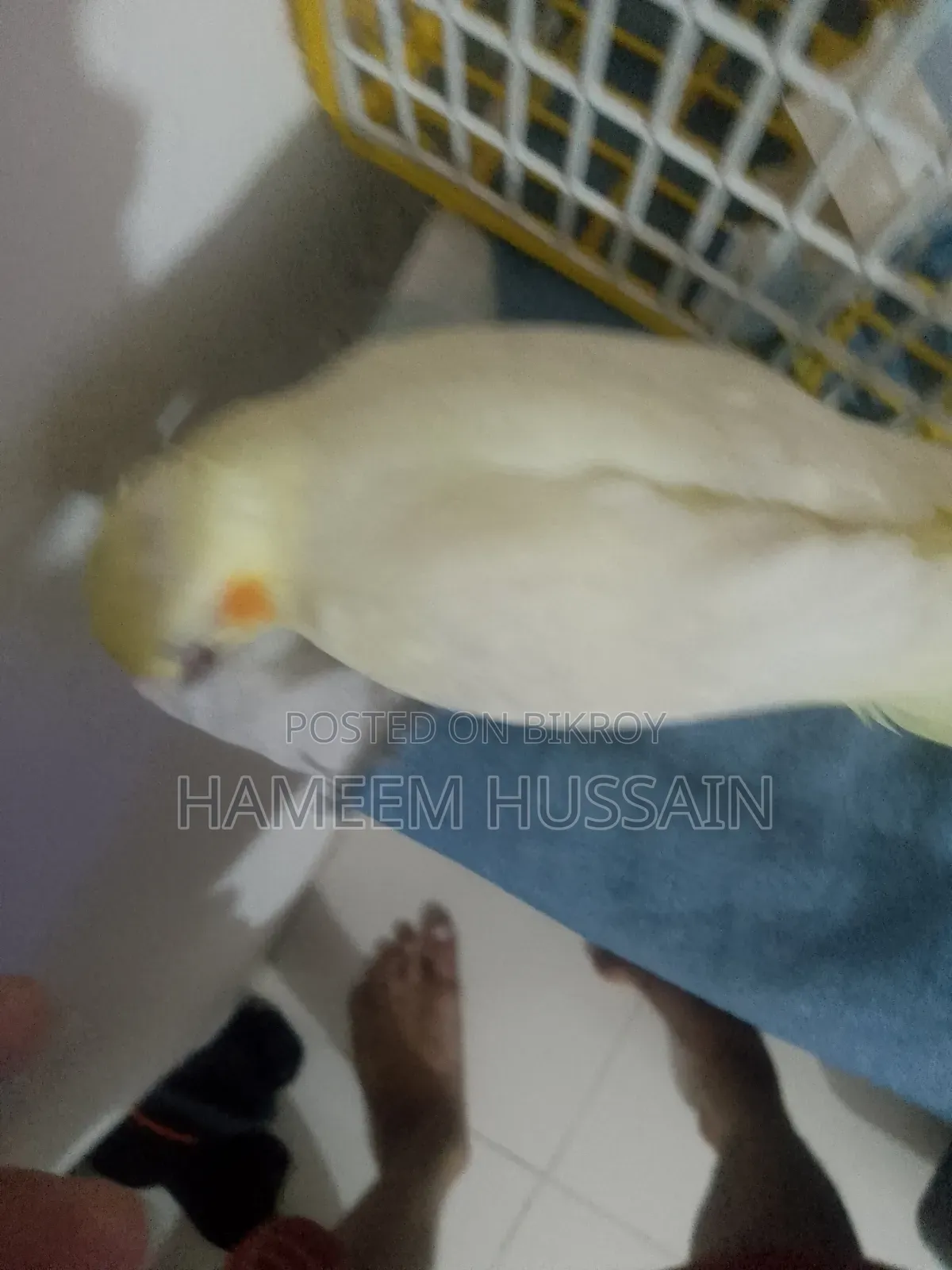 Full Tame Red Eye Lutino Cockatiel