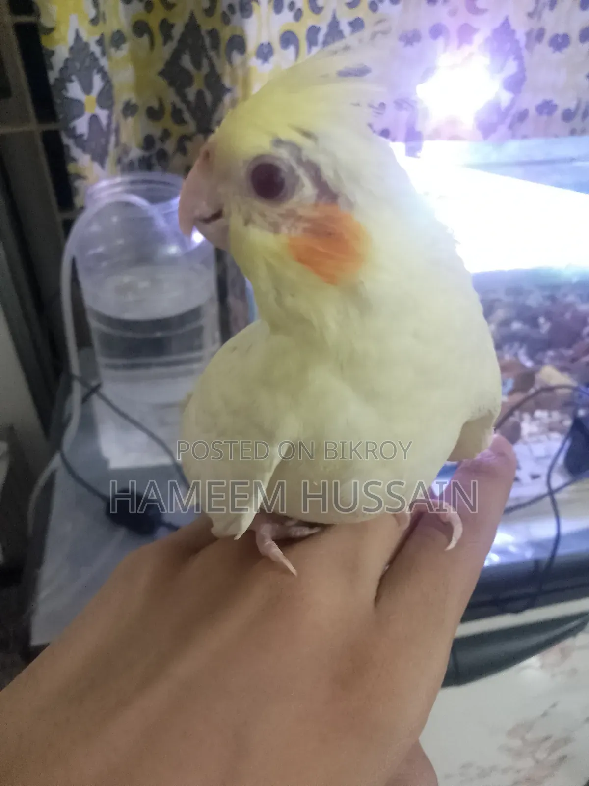 Full Tame Red Eye Lutino Cockatiel