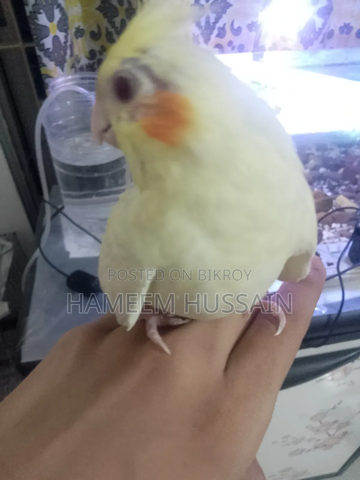 Full Tame Red Eye Lutino Cockatiel