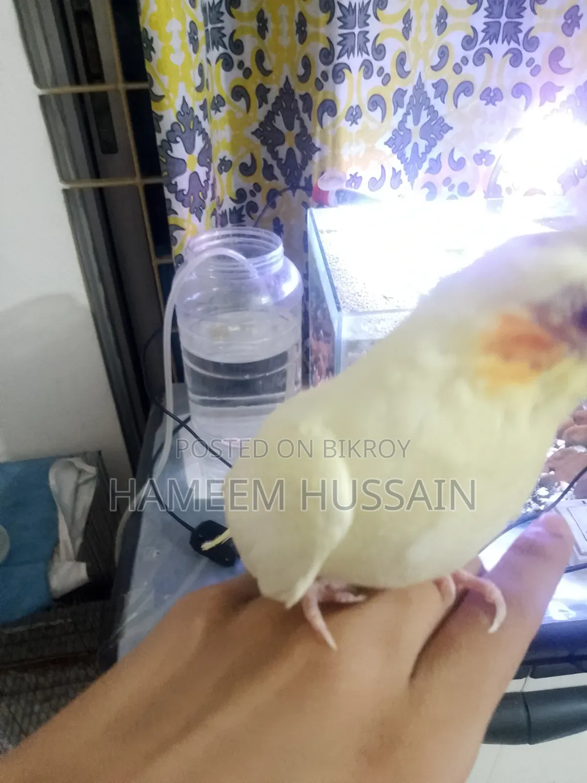 Full Tame Red Eye Lutino Cockatiel