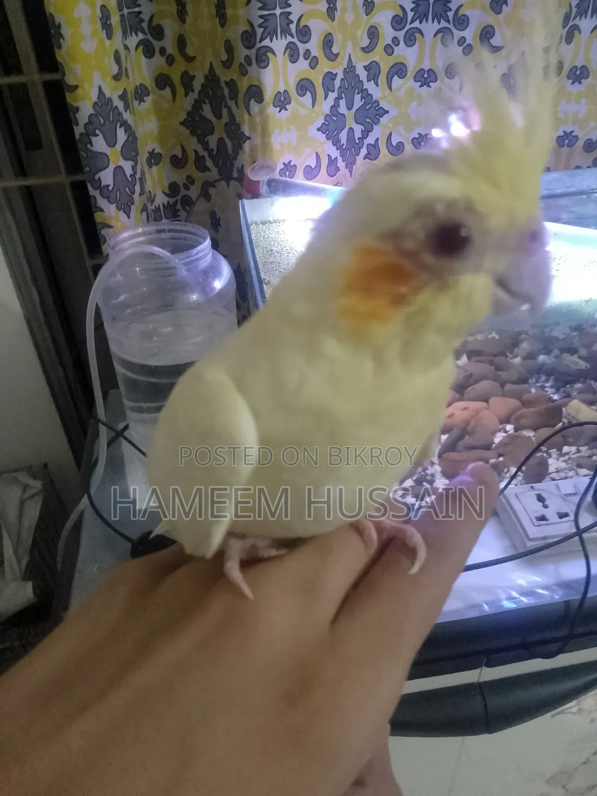 Full Tame Red Eye Lutino Cockatiel