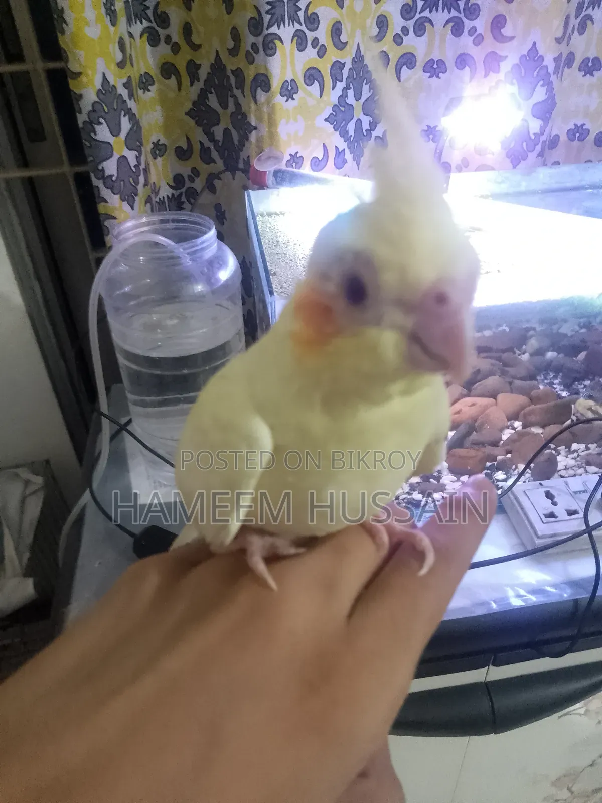 Full Tame Red Eye Lutino Cockatiel