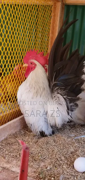 Black Tail Japanese Bantam 1 পিস মোরগ Sale হবে