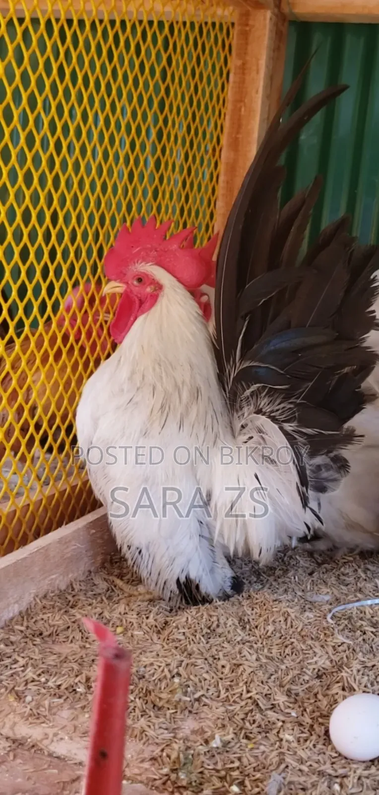 Black Tail Japanese Bantam 1 পিস মোরগ Sale হবে