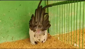 Black Tail Japanese Bantam 1 পিস মোরগ Sale হবে
