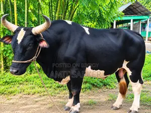 Frisian Cross Cow Male