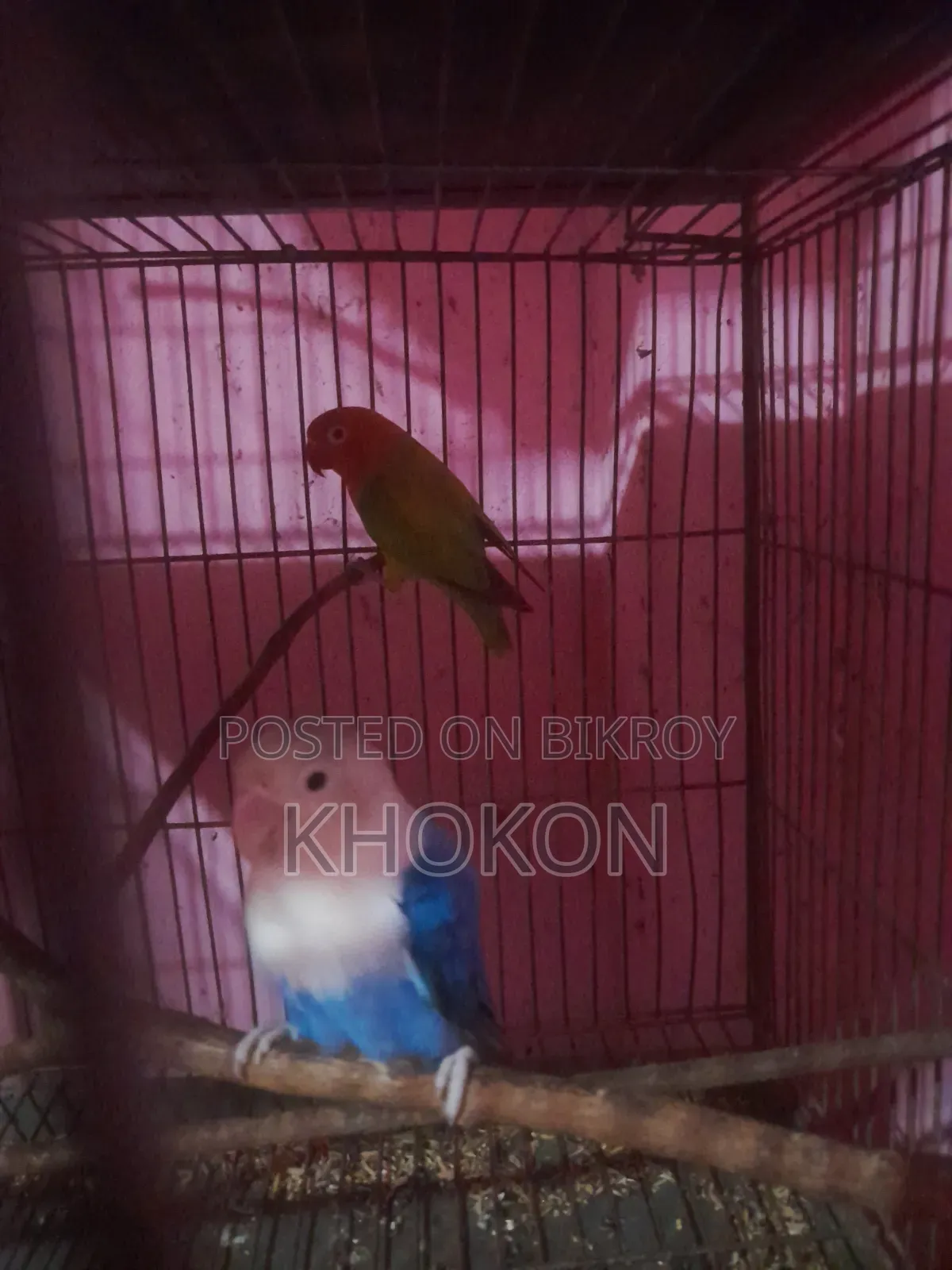 Some Lovebird birds will change hands.