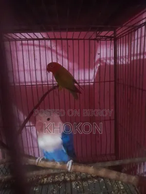Some Lovebird birds will change hands.