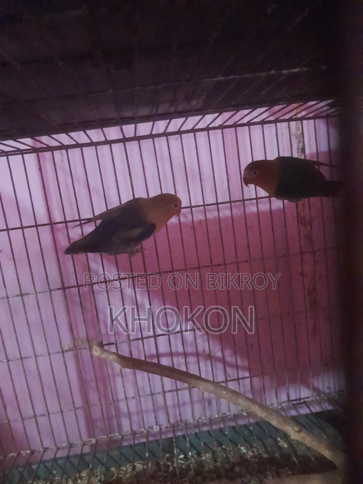 Some Lovebird birds will change hands.