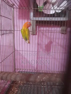 Some Lovebird birds will change hands.