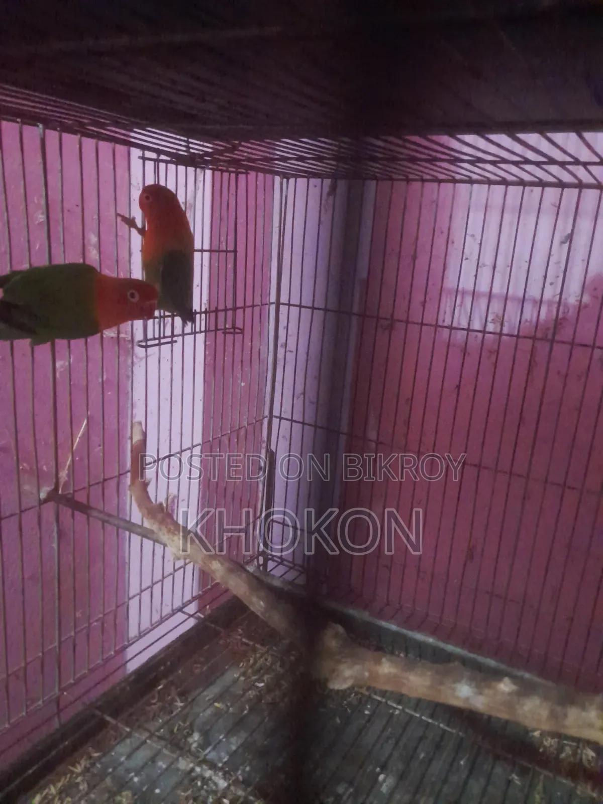 Some Lovebird birds will change hands.