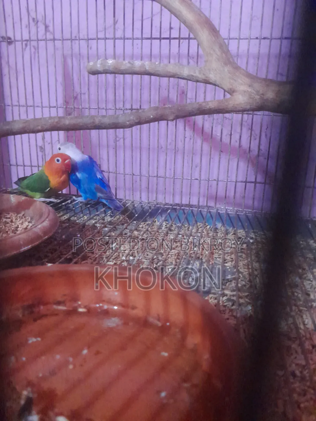 Some Lovebird birds will change hands.