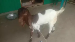 তোতা পড়ি ছাগি জোরা