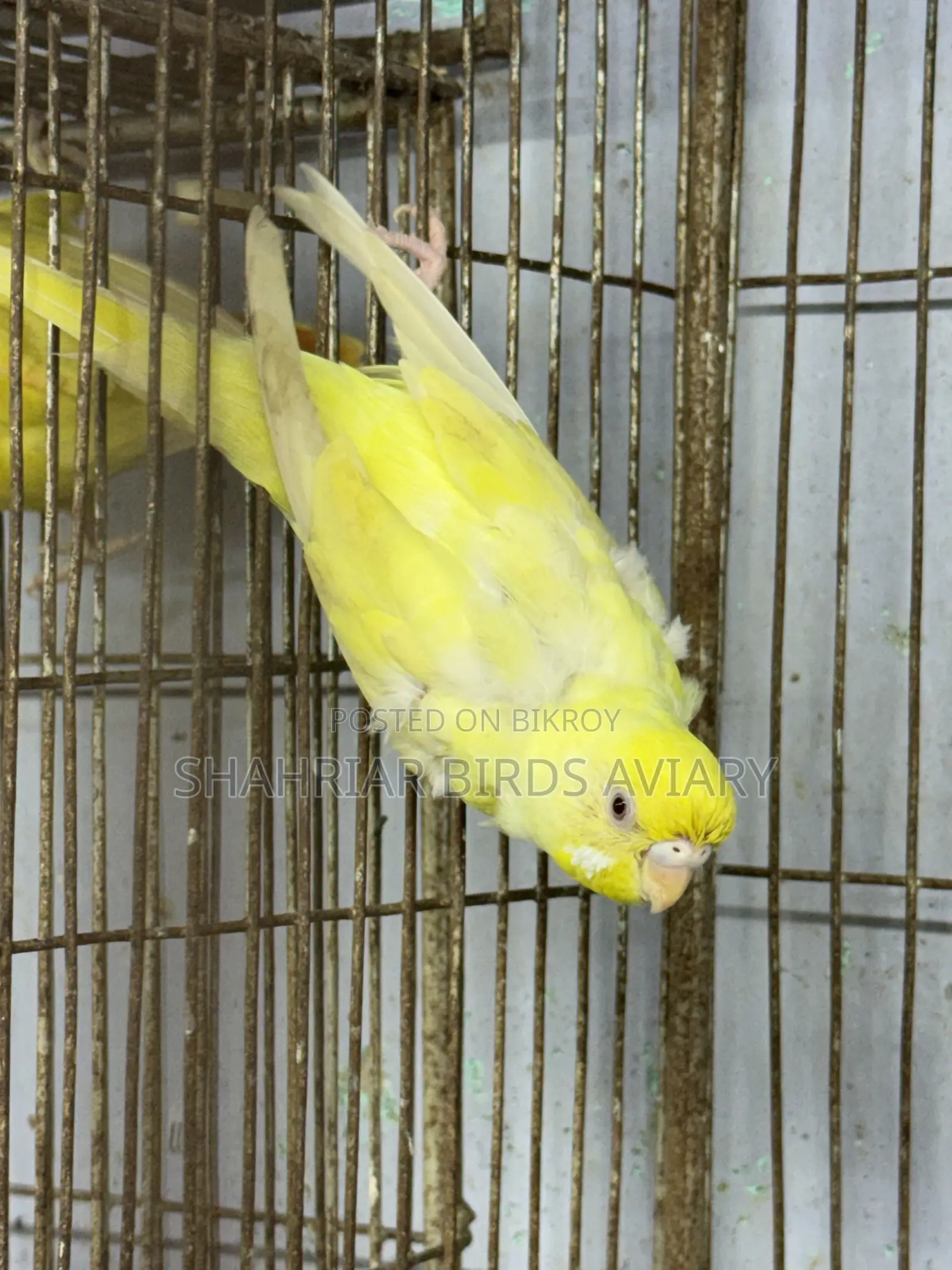 Lutino Red Eye Budgie (Female)