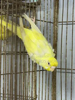 Lutino Red Eye Budgie (Female)