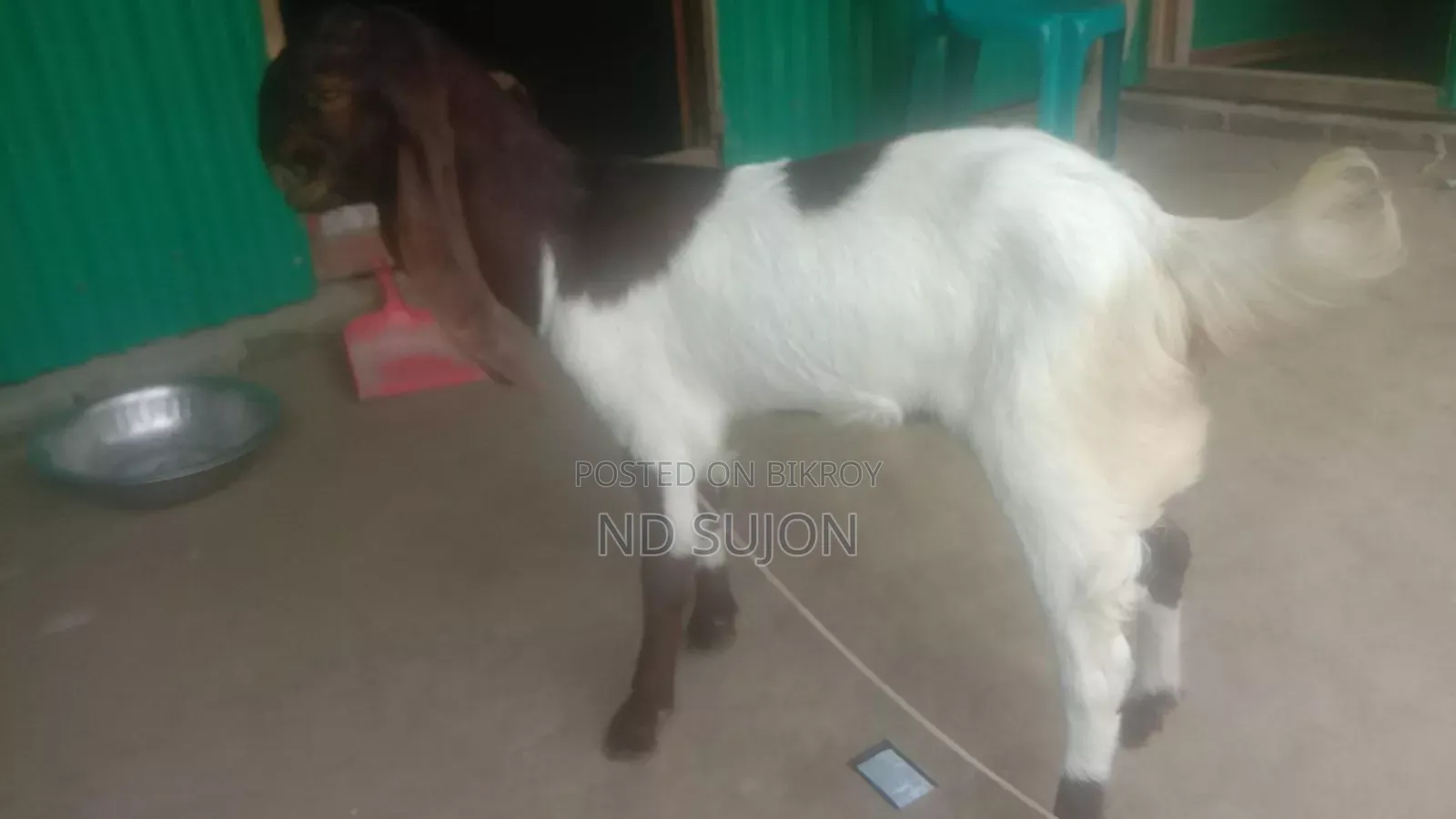 Contact us if you are looking for a Tota female goat