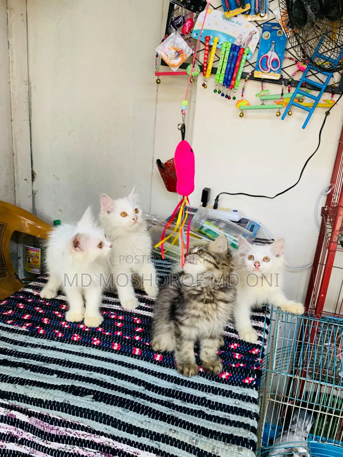 1-3 Months Female Purebred Persian Cat