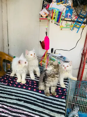 1-3 Months Female Purebred Persian Cat