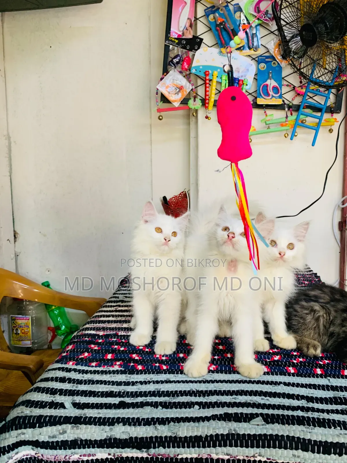 1-3 Months Female Purebred Persian Cat