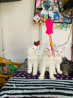 1-3 Months Female Purebred Persian Cat