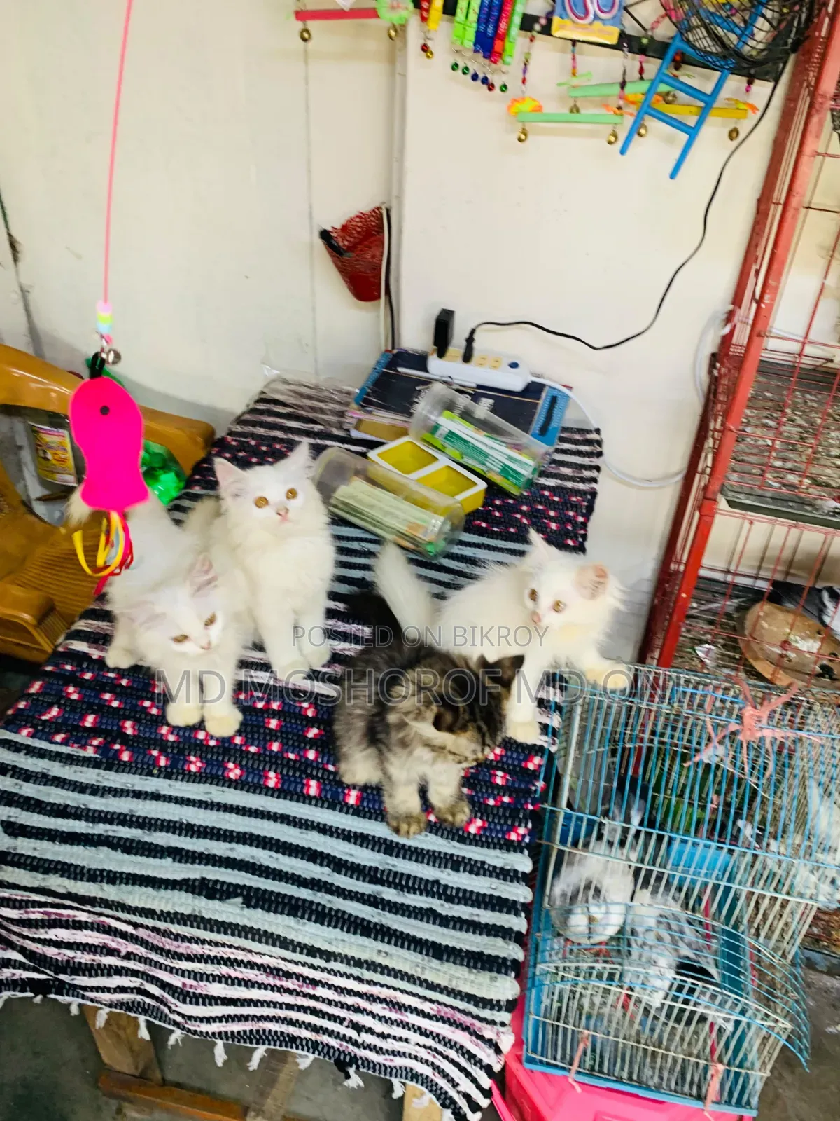 1-3 Months Female Purebred Persian Cat