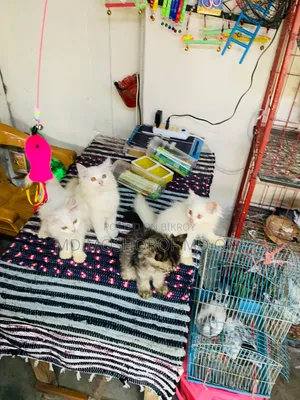 1-3 Months Female Purebred Persian Cat